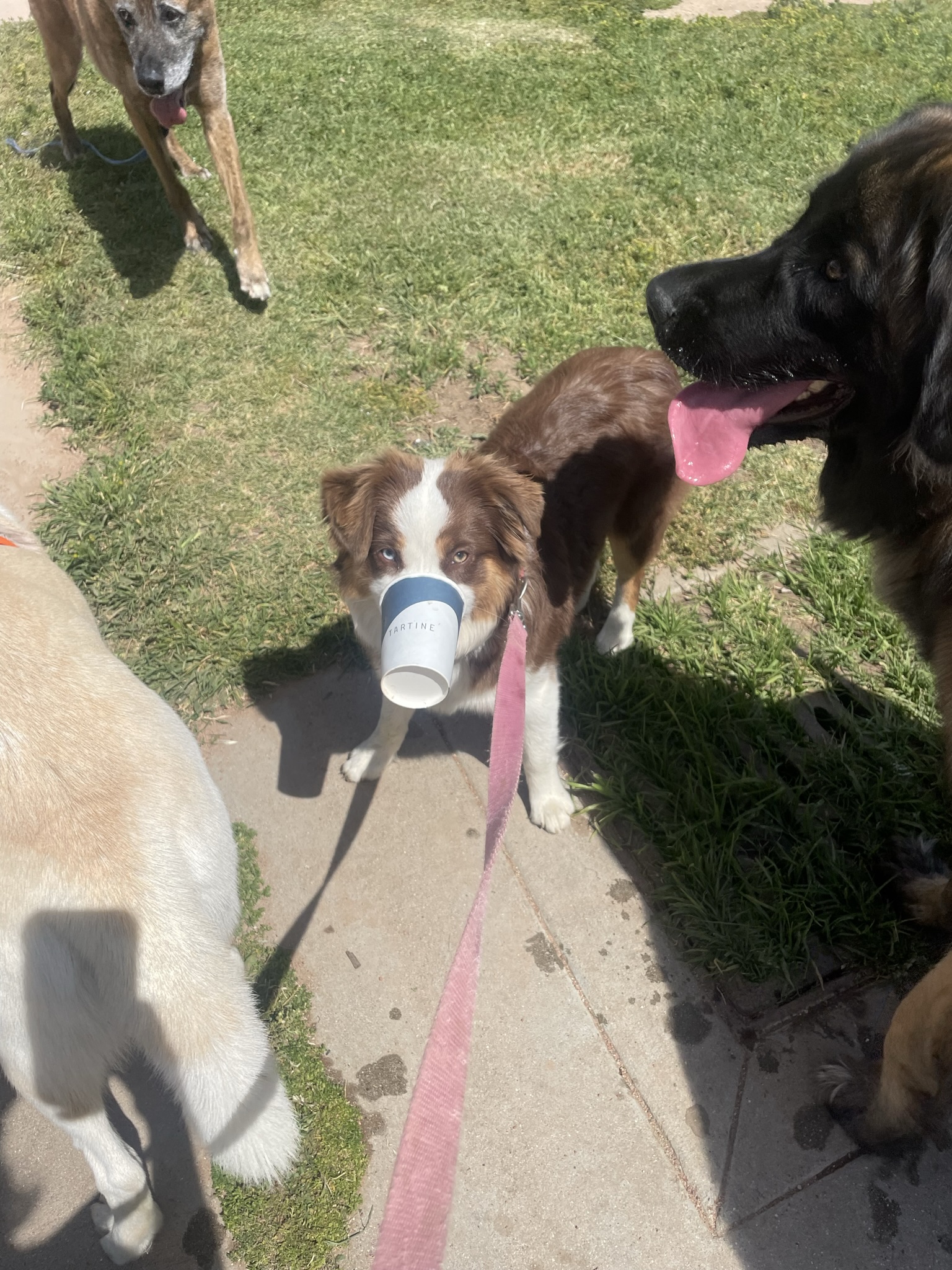 Rosie with a cup on her face